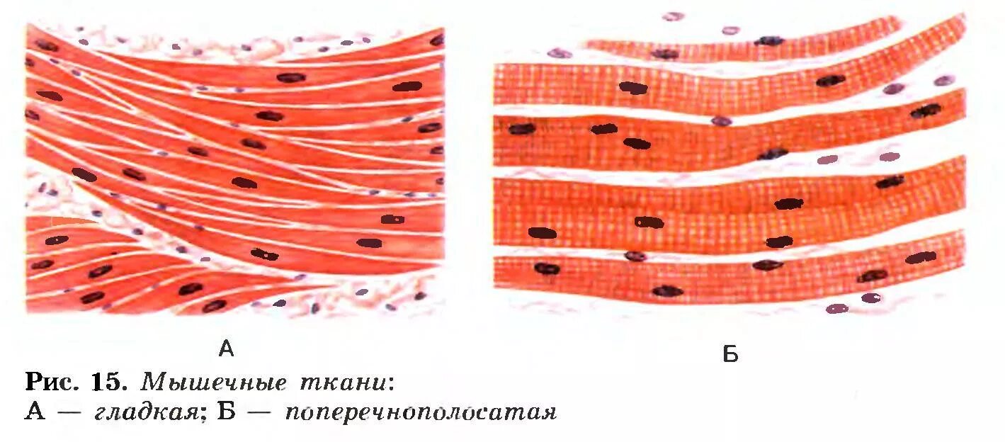 Клетки гладкой мускулатуры сокращаются. Поперечнополосатая и гладкая мышечная ткань. Миоциты поперечно-полосатой ткани. Клетка поперечнополосатой мышечной ткани. Мышнчные таки глажкая и поперечнополосатая.