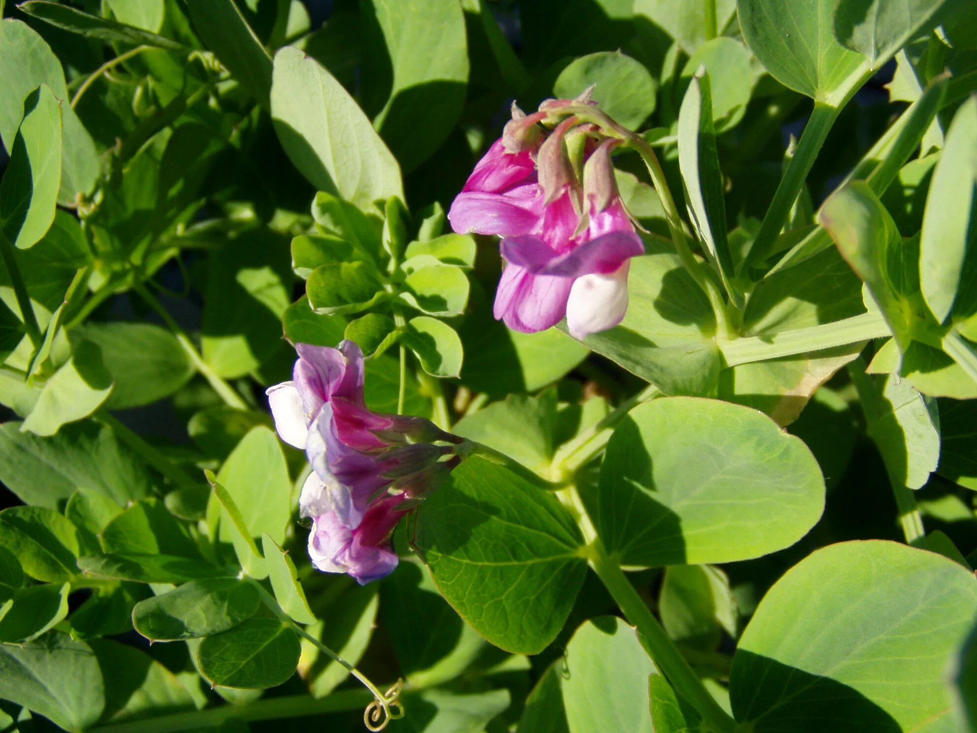 Чина японская. Чина клубненосная. Чина японская (Lathyrus japonicus). Чина Лесная Lathyrus Sylvestris. Чина клубненосная листья.