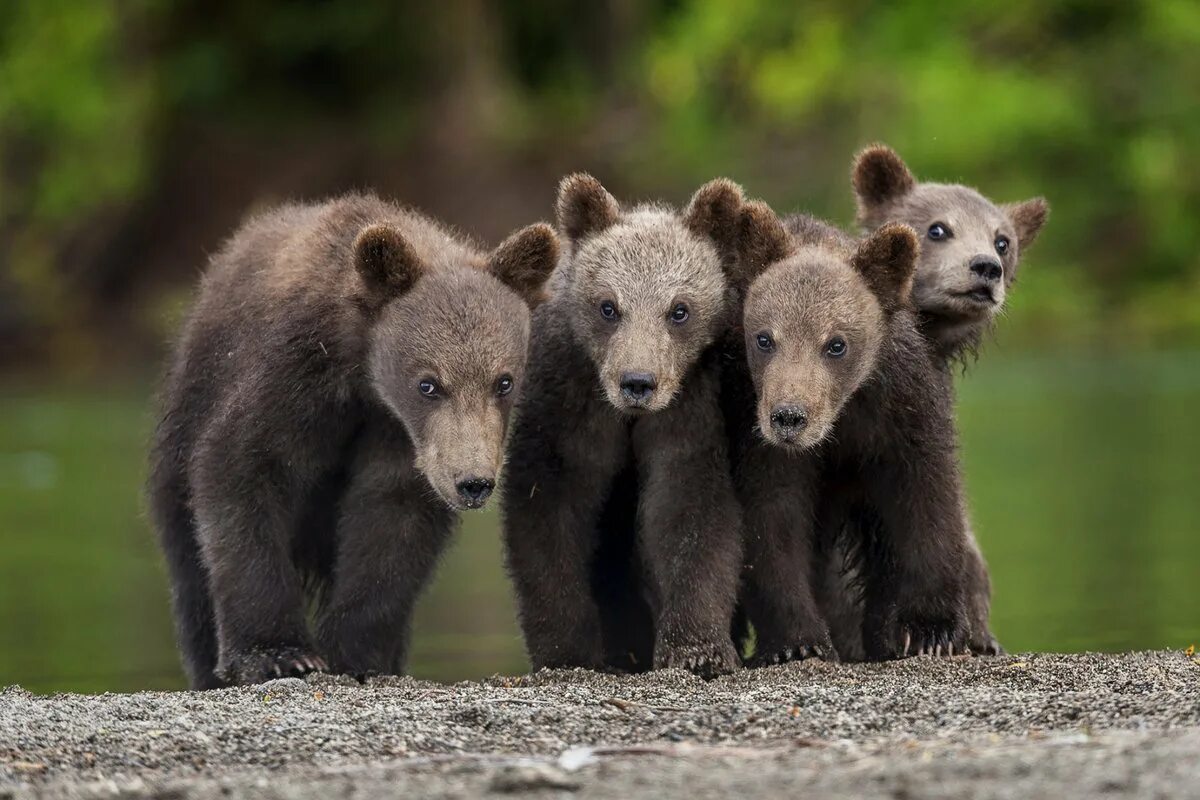 Медведь Гризли семейство. Бурый медведь. Семья медведей. Детеныш медведя. Five bears