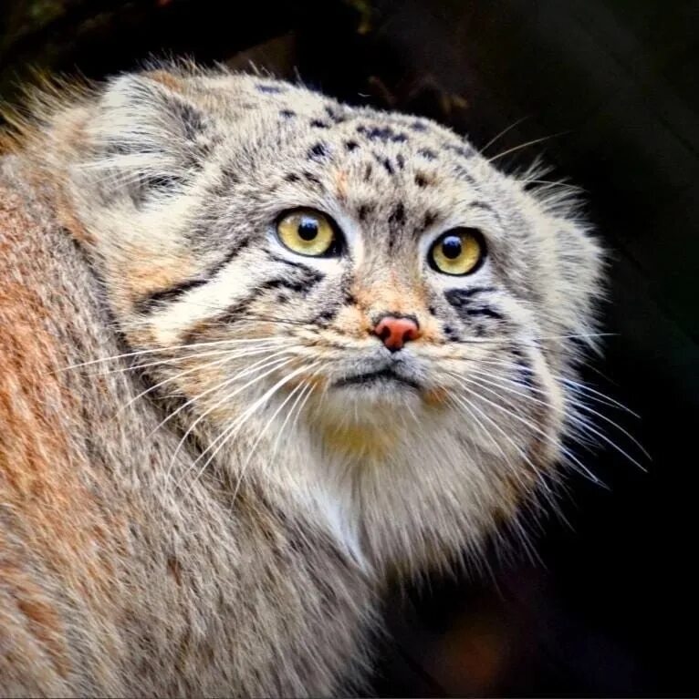 Книга дикий кот. Кот манул. степной манул. манул и тигр. манул забайкальский дикий кот.