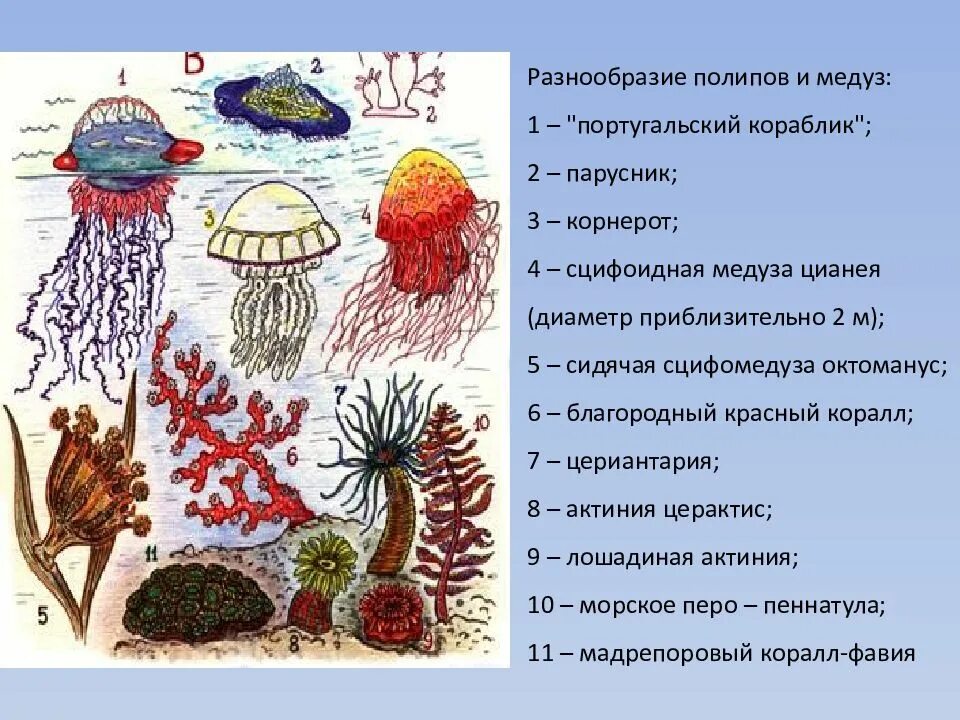 3 признака кишечнополостных. Кораллы полипы Кишечнополостные. Класс коралловые полипы биология. Многообразие кишечнополостных. Представителикорраловых полипов.