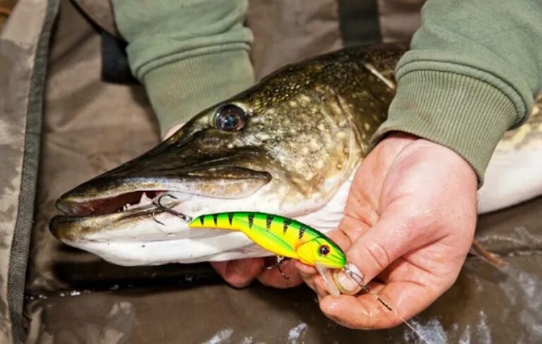 Джиг на щуку. Щука травянка. Воблер на трофейную щуку. Вертушки на щуку. Рыбалка на щуку.