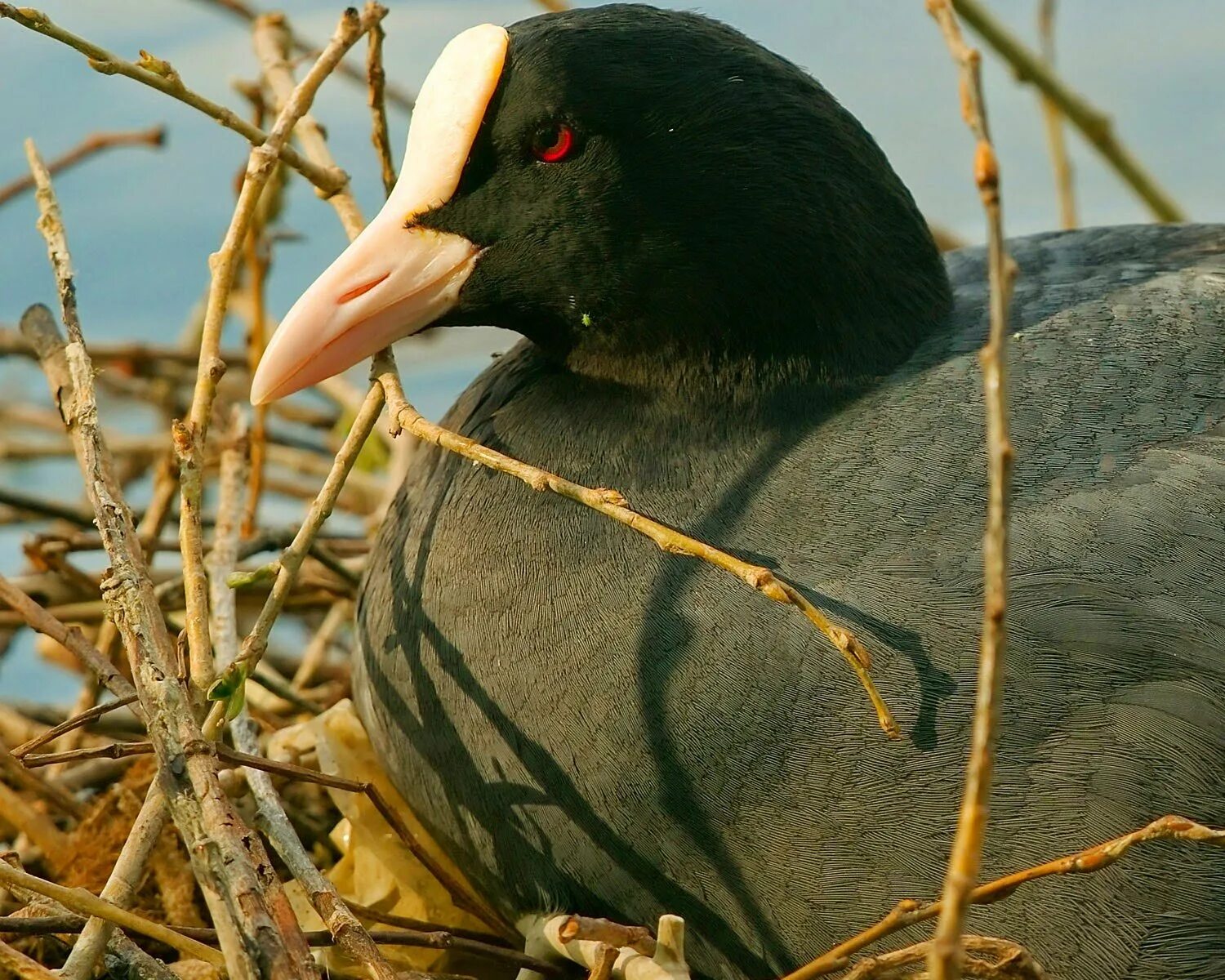 Лысуха (Fulica atra). Черная лысуха. Нырок лысуха. Черная утка лысуха. Черная утка с белым лбом