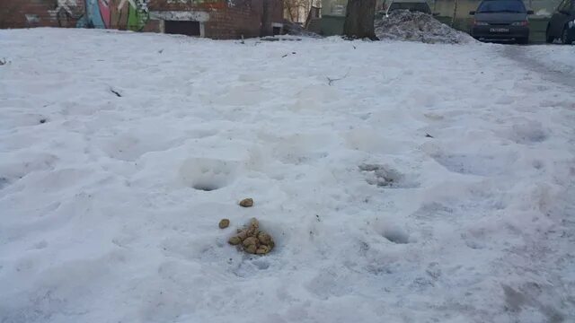 Собачьи какашки на тротуаре. Собачьи экскременты весной. Собачьи экскременты весной. Какашка зима. Какашка зима.