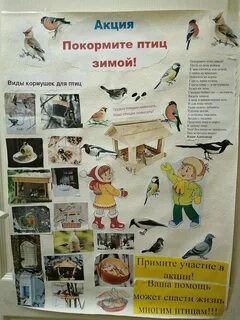 Проект поможем птицам