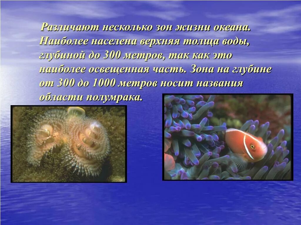 Обитание в толще воды. Организмы обитающие в толще воды. Организмы мирового океана. Обитатели открытой воды в море и океанах. Презентация на тему морские обитатели.