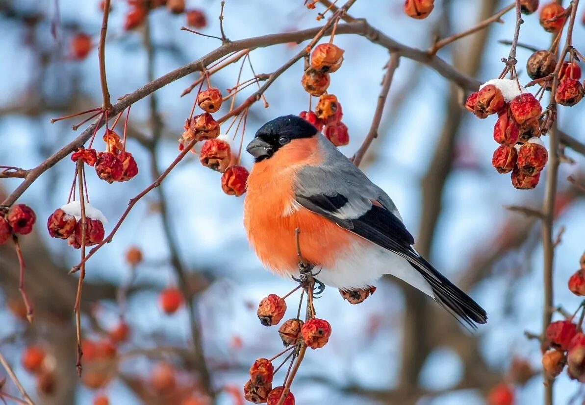 Некоторые птицы зимой. Снегирь в кормушке. Зимняя рябина. Откуда зимой птицы. Некоторые птицы зимой.
