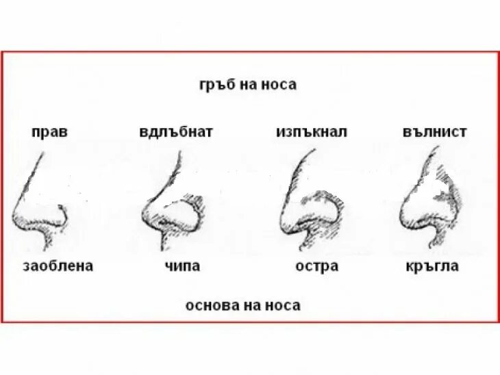 О чем говорит нос мужчины. Типы носа. Формы носа. Формы Носов. Типы формы носа.