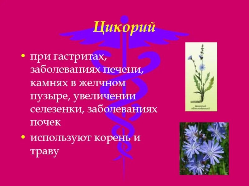 Можно пить цикорий после удаления желчного. Цикорий. Можно ли пить цикорий при камнях в желчном. Можно ли пить цикорий при камнях в желчном пузыре. Цикорий растение.