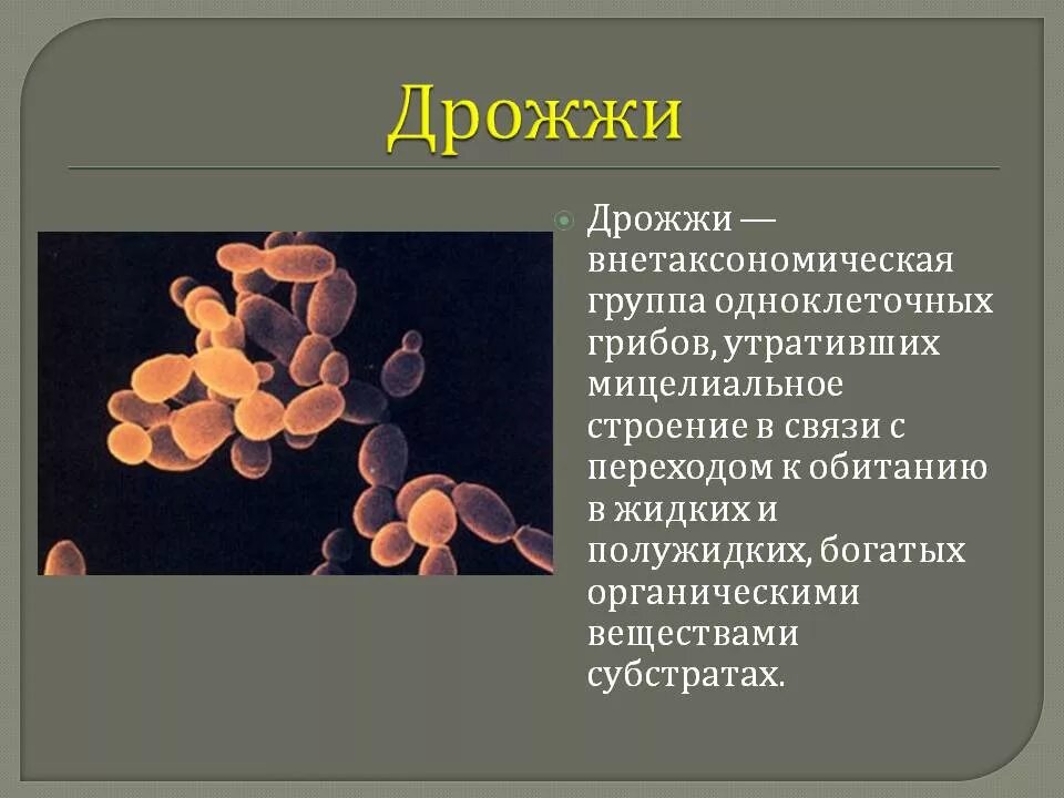 Почему некоторые одноклеточные грибы называют патогенными. Дрожжи грибы строение. Дрожжи одноклеточные грибы. Дрожжи группа одноклеточных грибов. Дрожжи грибы биология.