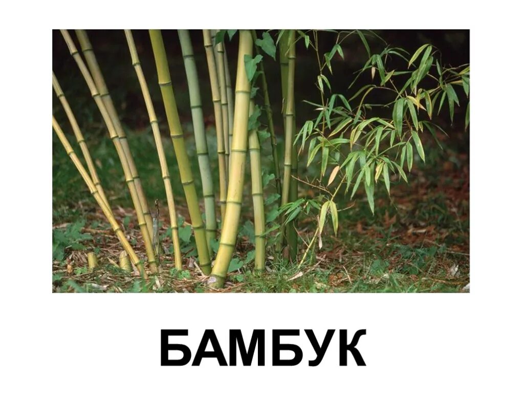 Выражение бамбук. Мэмма бамбук. бамбук с подписью. бамбук один. ветка бамбука.