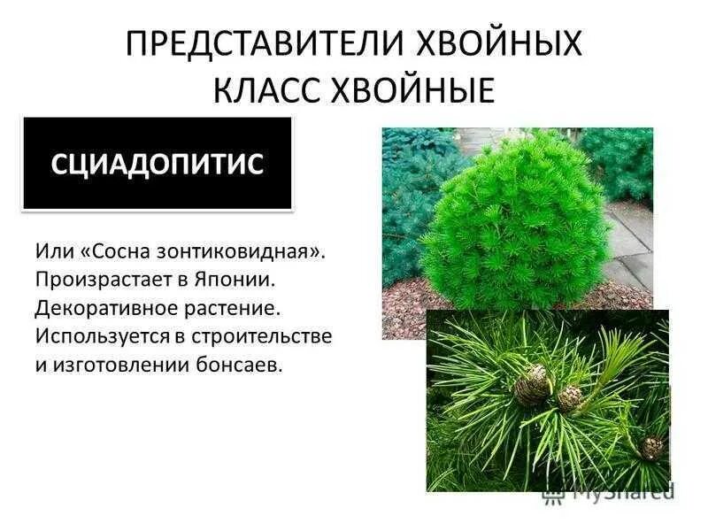 К классу хвойные относят. Класс хвойные представители. Представители хвойных растений. Представители класса хвойные растения. Группа растений хвойные растения.