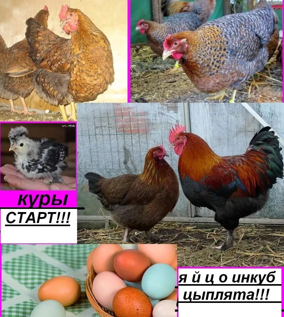 Куры доминант яйца фото и описание. Куры несушки породы Доминант. Породы кур несушек Доминант. Доминант золотой GS 902 инкубационное яйцо. Доминант 459 порода кур.