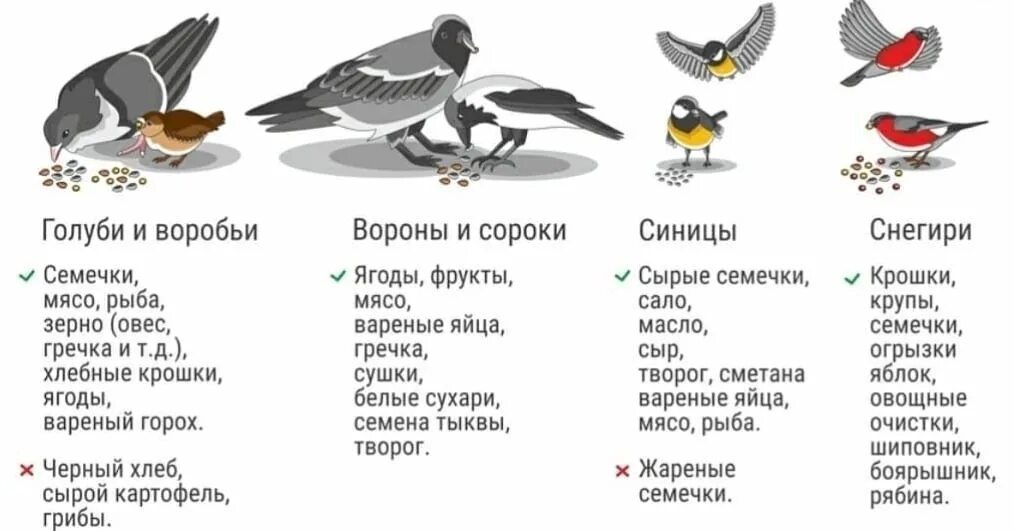 Можно давать птицам гречку