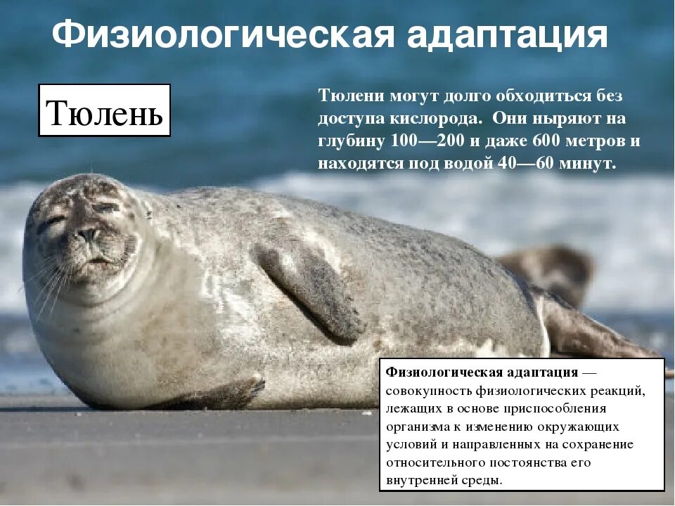 Физиологические адаптации являются. Физиологические адаптации. физиологические адаптации примеры. адаптации тюленя. физиологическая адаптация тюленя.