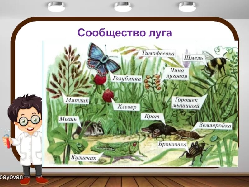 Луговое сообщество 4 класс по плану. Сообщество луг окружающий мир. схема природного сообщества луг. организмы составляющие сообщество луг. схема сообщества луга.