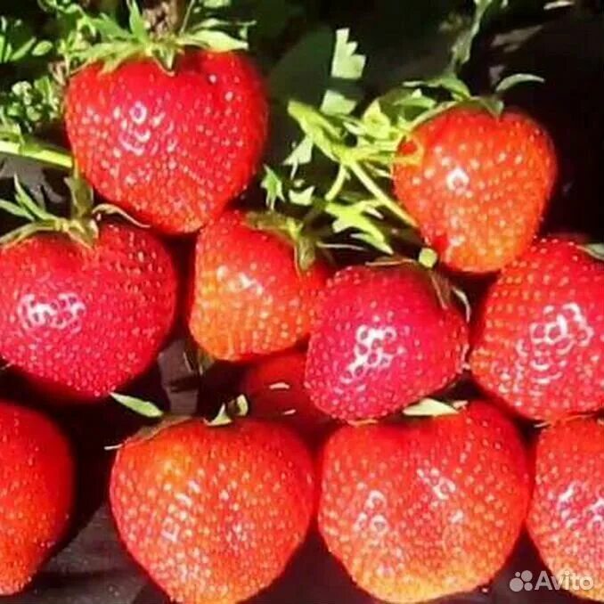 Сахарная клубника описание. Клубника сорт джоли. Сахарная клубника описание. Земляника садовая джоли. Сахарная клубника описание.