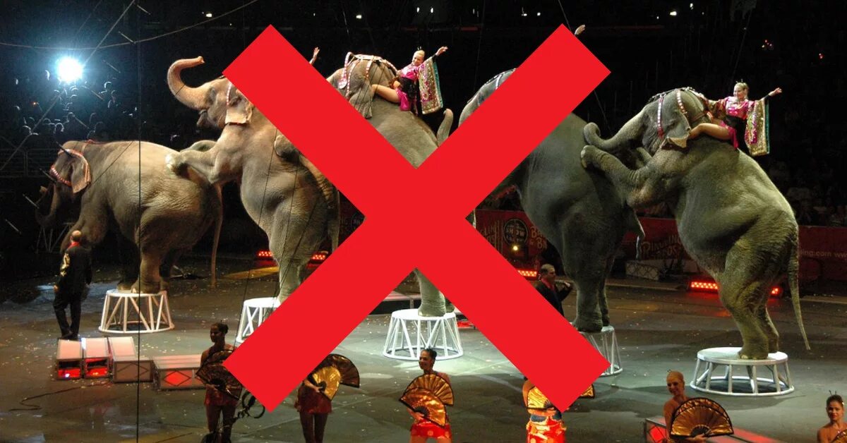 Животные в цирке. Животные против цирка. Люди и животныеивицырке. Запретили животных в цирке. Запрет животных в цирке