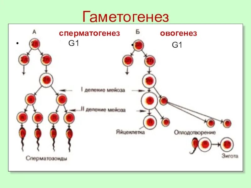 Гаметогенез сперматогенез овогенез. Стадии гаметогенеза схема. Гаметогенез схема зоны процесс. Генетика сперматогенез. Гаметы образуются в результате гаметогенеза