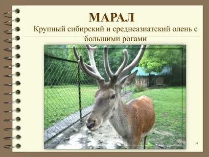 Марал слово