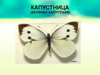 Капустница какое превращение