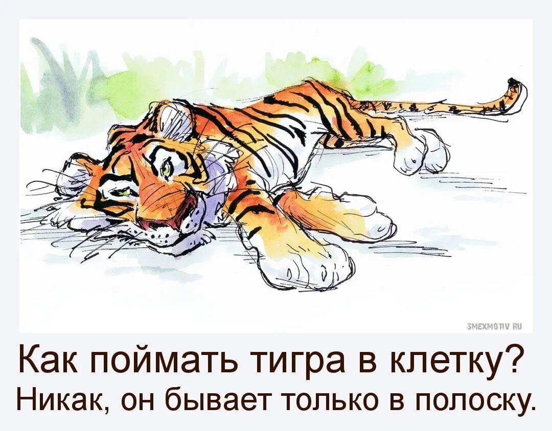 шутки про тигра. кличко мемы. поймать тигра в клетку. тигр юмор. как поймать тигра в клетку никак.