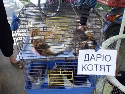 Птичий рынок продать котят