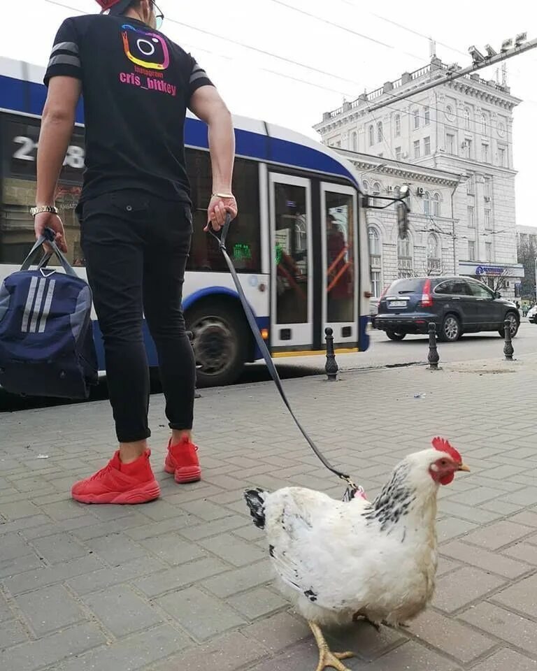 Мальчик и петух. Человек курица. Поводок для кур. Петух на поводке. Курица на поводке.