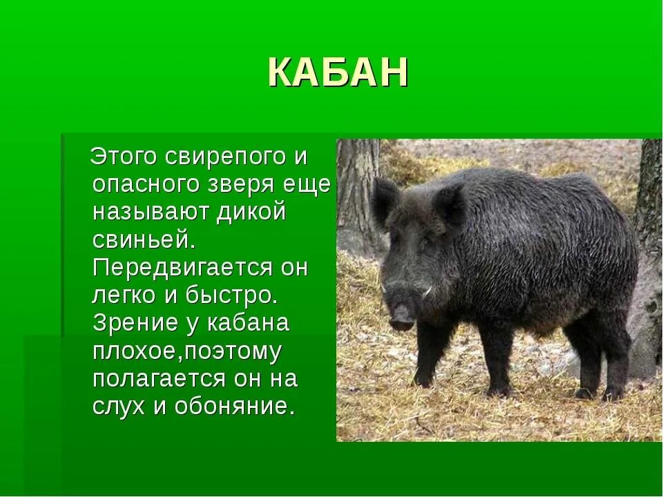 Описать дикого животного. Кабан описание. Дикий кабан описание. Доклад про кабана. Дикий кабан краткое описание.