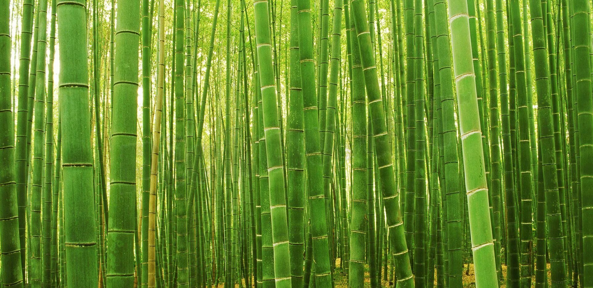 10 бамбуков. &quot;bamboo&quot; &quot;bamboo. bamboo (lp)&quot;. зеленый бамбук. бамбук фон. бамбуковый лес панорама.
