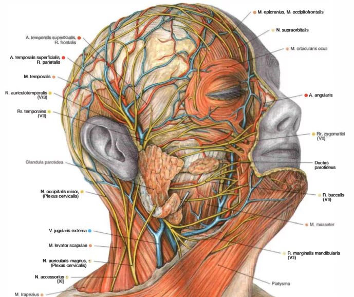 Нервы лицевого отдела головы топографическая анатомия. Лицевой нерв топография в черепе. Кровоснабжение черепа топографическая анатомия. Сосуды и нервы головы и шеи анатомия.