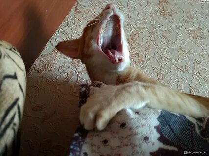 Почему кричит кот постоянно