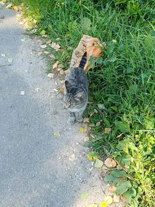 выкинула кошку