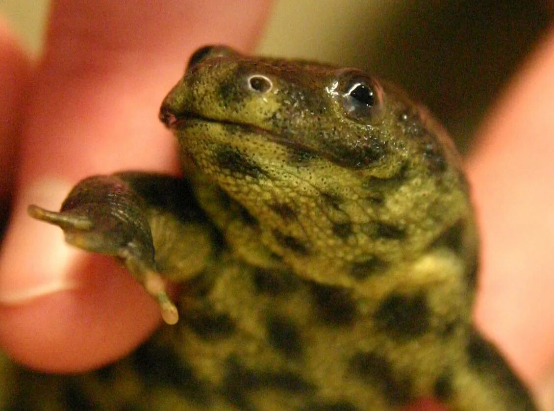 Иглистый тритон в аквариуме. Испанский тритон содержание. Тритон иглистый аквариумный. Испанский иглистый тритон. Испанский иглистый тритон аквариумный.