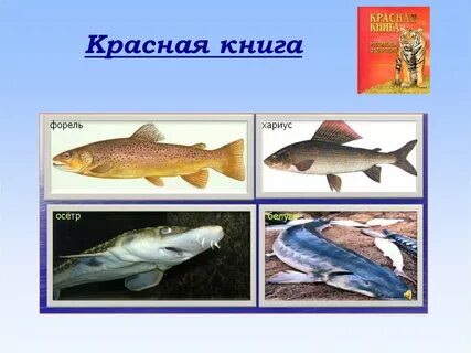 Красная книга рыбы