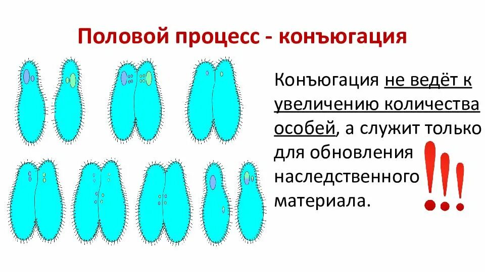 Размножение инфузорий конъюгация. Инфузория туфелька размножение конъюгация. Инфузория туфелька размножение. Половое размножение инфузории.