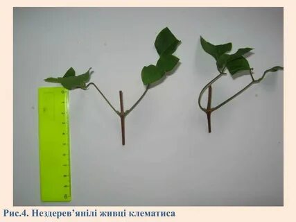 Размножение клематиса черенками летом самый