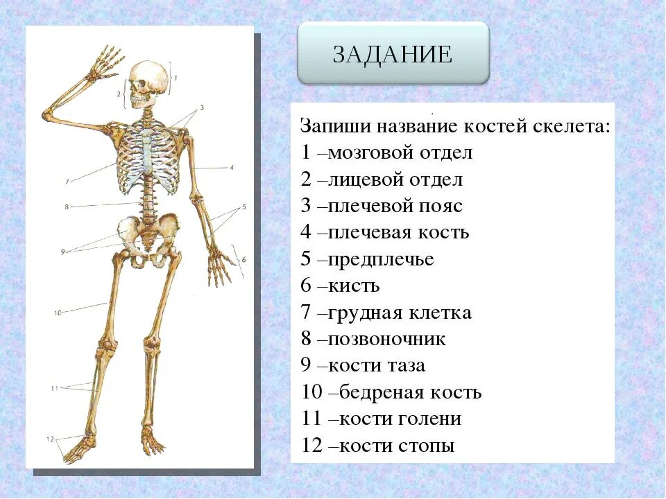 Опора тела и движение опорно-двигательная система. Строение опорно-двигательной системы человека (мышечная система). Рабочий лист опорно двигательная система 3 класс. Скелет. Рабочий лист опорно двигательная система 3 класс.