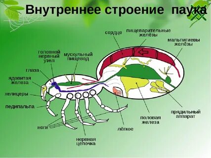 Паукообразные внутреннее