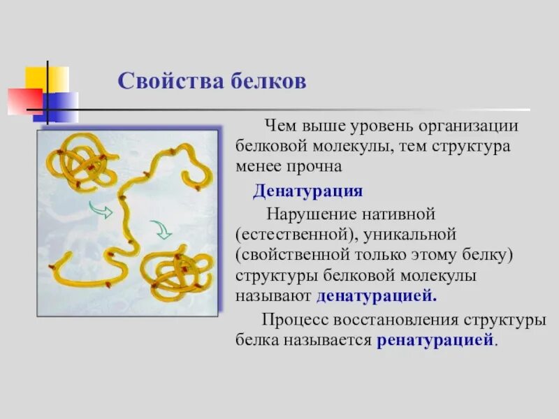 Общие свойства белка. Свойства белков структура белков. Сьрьение, свойства белков. Свойства структура белк. Белки свойства белков.