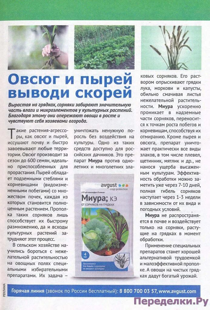 Как убрать пырей. Пырей ползучий методы борьбы. борьба с пыреем на огороде. средство от пырея на огороде. сорняки на огороде пырей.