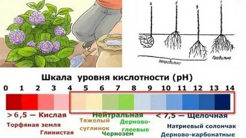 Расстояние между гортензиями при посадке