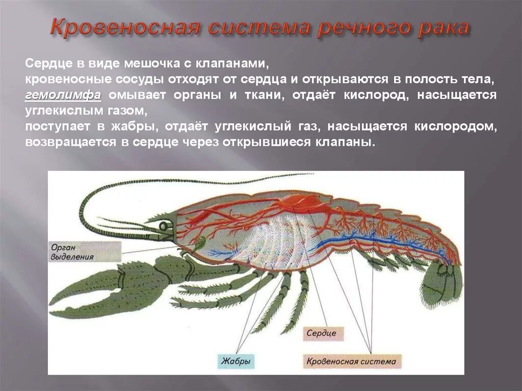 Ракообразные паукообразные насекомые конечности. Кровеносная система ракообразных 7 класс. Системы органов ракообразных 7 класс. Кровеносная система ракообразных 7 класс биология. Пищеварительная система ракообразных 7 класс.