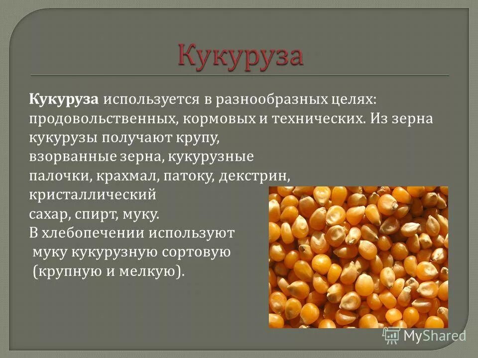 какое зерно техническое