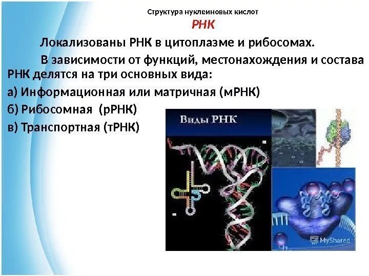 Нуклеиновые кислоты РНК. Строение нуклеиновых кислот. Рибонуклеиновая кислота функции. Нуклеиновые кислоты в рибосомах. Нуклеиновые кислоты рнк функции