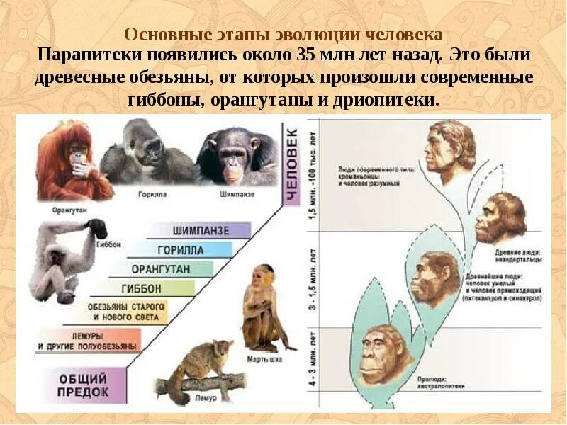 Таблица появления человека. Эволюция человека от дриопитека до человека. Происхождение человека Эволюция приматов стадии эволюции человека. Таблица Эволюция человека, Эволюция приматов 9 класс. Эволюция человека от обезьяны биология.