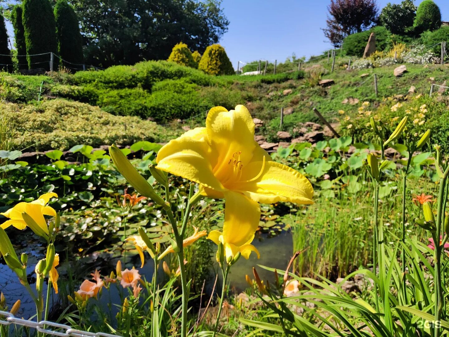 Прейскурант на саженцы. Ботанический сад юфу. Ставропольский ботанический сад прайс-лист. Ботанический сад режим работы. Читинский ботанический сад прайс-лист.