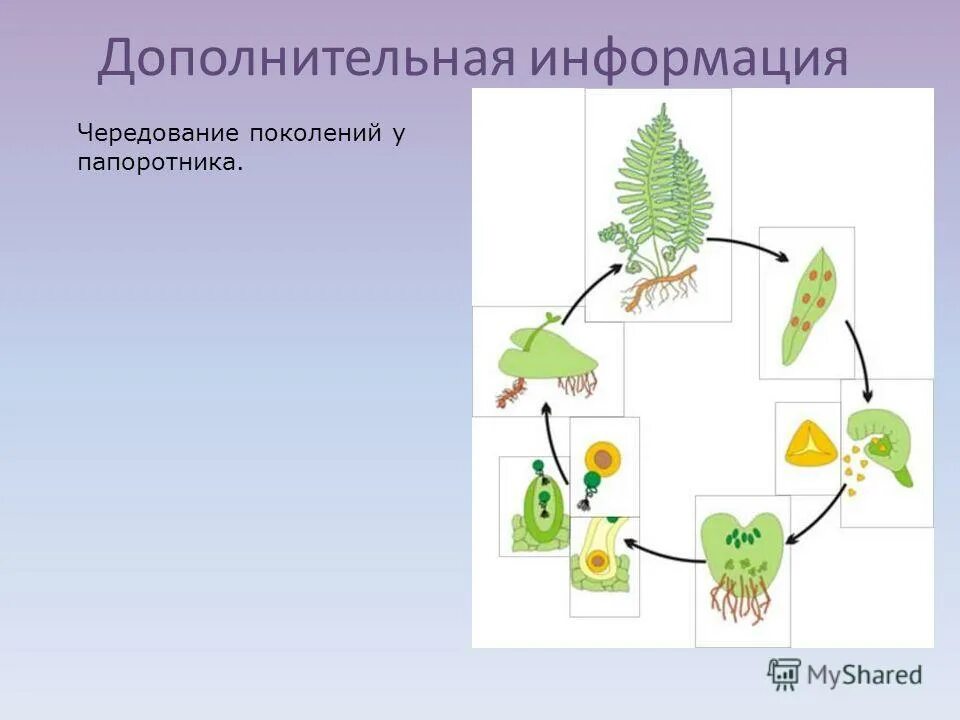 Размножение людей. Человек умелый хомо хабилис. Размножение и развитие организма человека. Люди денисовцы денисовцы древние. Размножение первых людей.