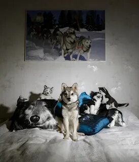 Сфотографируйте собак геншин