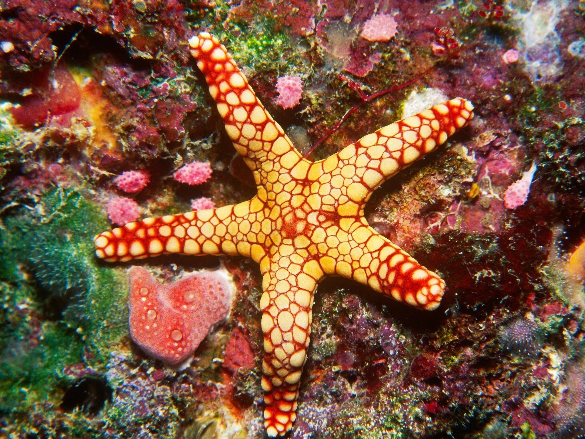 Морские звёзды в большом барьерном рифе. Большой Барьерный риф. Большой Барьерный риф обитатели. Большой Барьерный риф подводный мир.